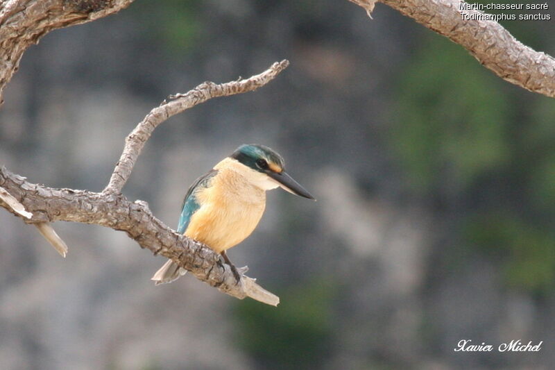 Sacred Kingfisheradult, identification