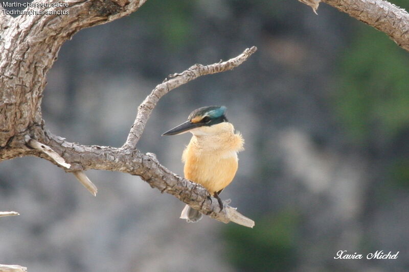 Sacred Kingfisheradult