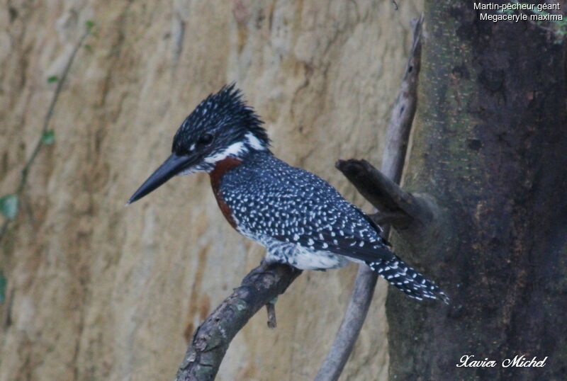 Giant Kingfisher