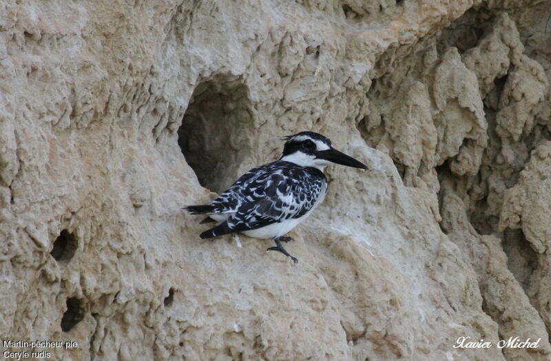 Pied Kingfisher