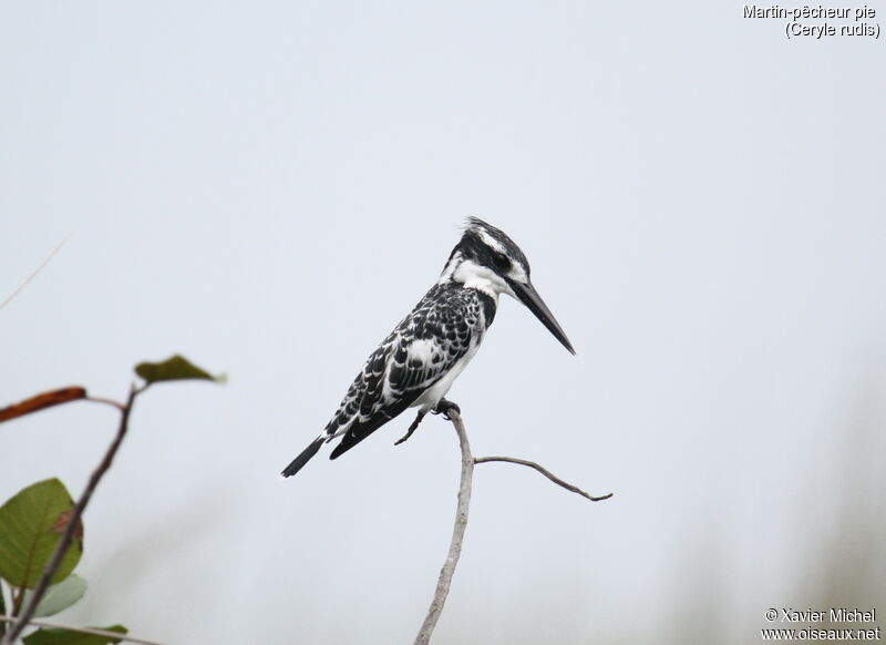 Pied Kingfisheradult