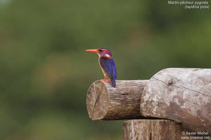 African Pygmy Kingfisher