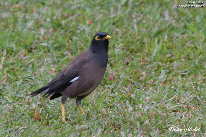 Common Myna