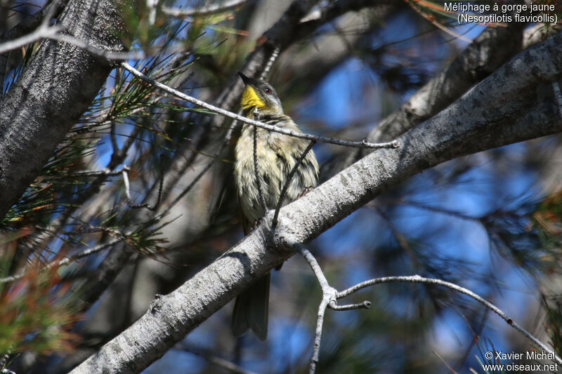 Yellow-throated Honeyeateradult