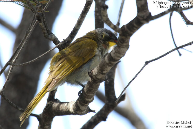 Yellow-throated Honeyeateradult