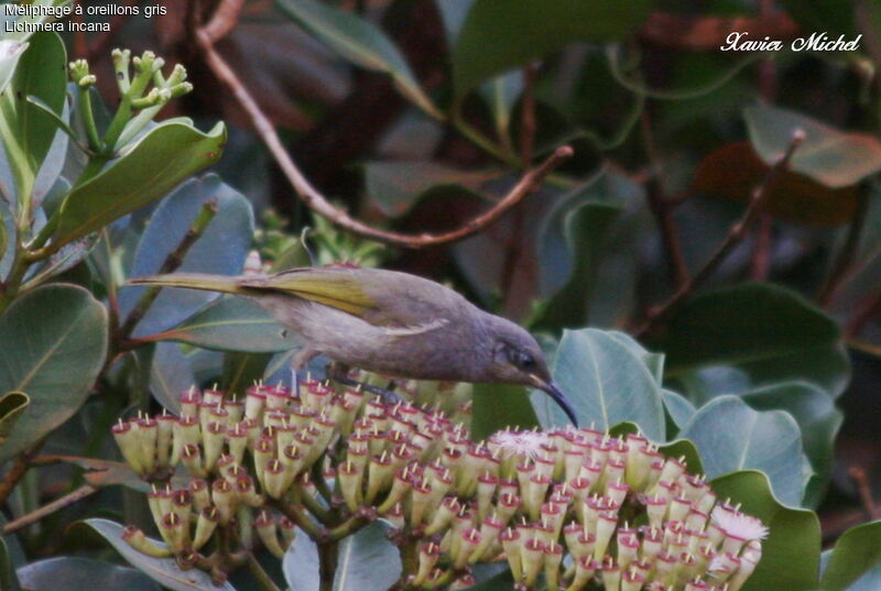 Grey-eared Honeyeater, feeding habits