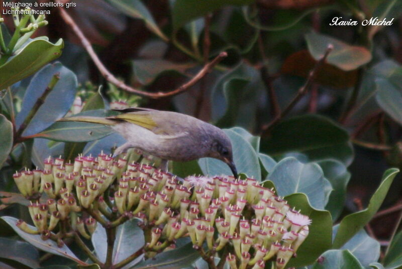 Grey-eared Honeyeater, feeding habits