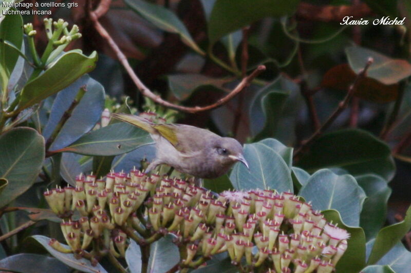 Grey-eared Honeyeater