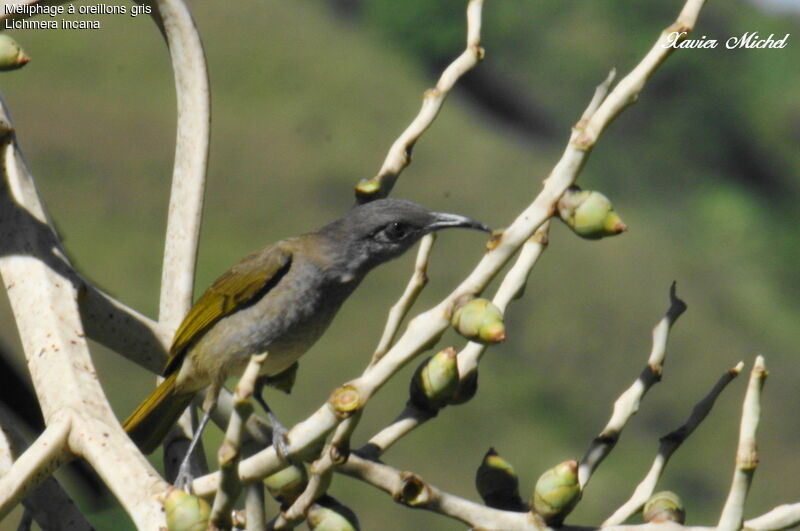 Grey-eared Honeyeater, feeding habits