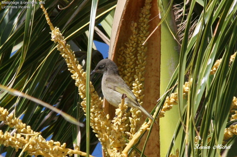 Grey-eared Honeyeater, feeding habits