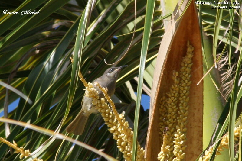 Grey-eared Honeyeater