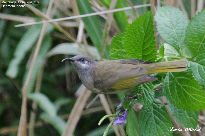 Grey-eared Honeyeater, identification