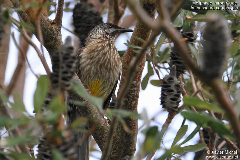 Red Wattlebird, identification