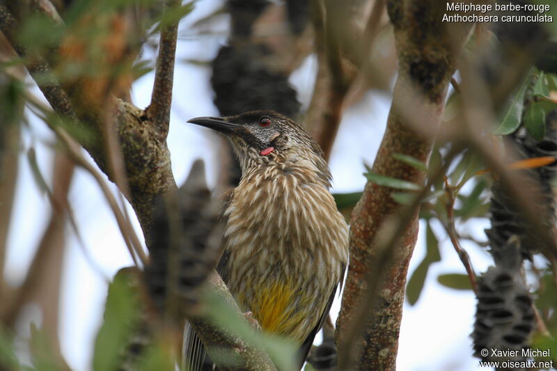 Red Wattlebird, identification