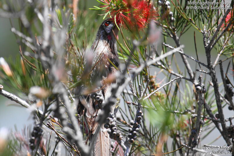 Red Wattlebird, feeding habits