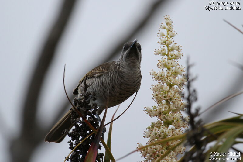 Barred Honeyeater, identification