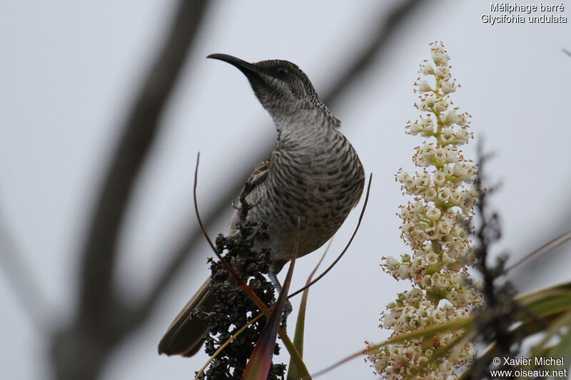 Barred Honeyeater, identification