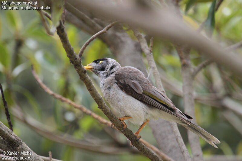 Noisy Miner