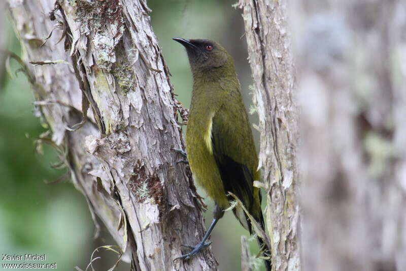 New Zealand Bellbirdadult, habitat