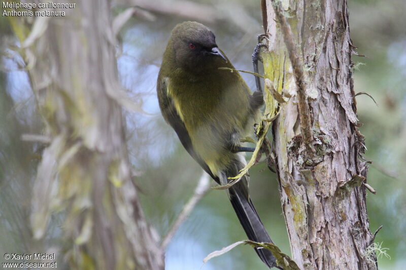 New Zealand Bellbirdadult, identification