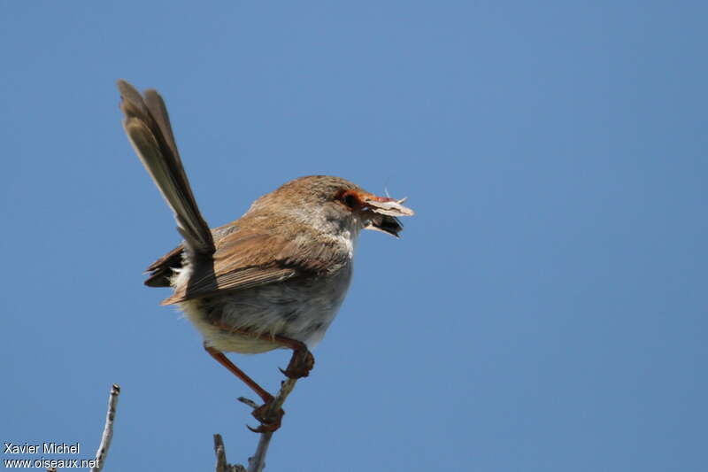 Superb Fairywren female adult, feeding habits