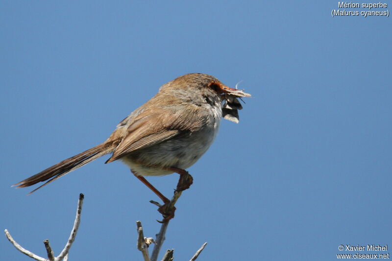 Superb Fairywren female adult, feeding habits