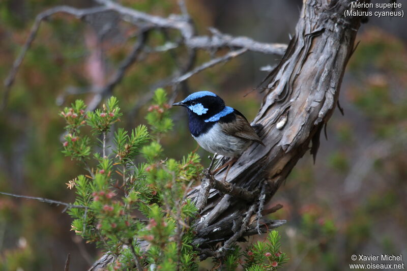 Superb Fairywren male, identification