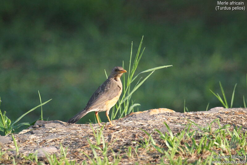 Merle africainadulte