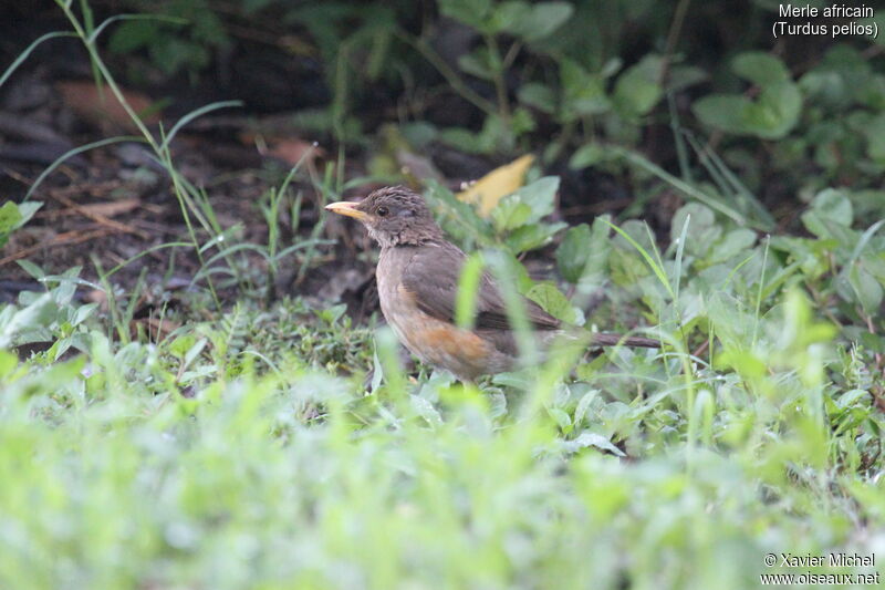 African Thrush