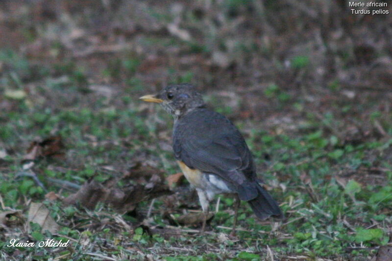 African Thrush