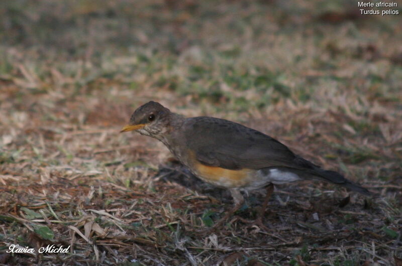 African Thrush