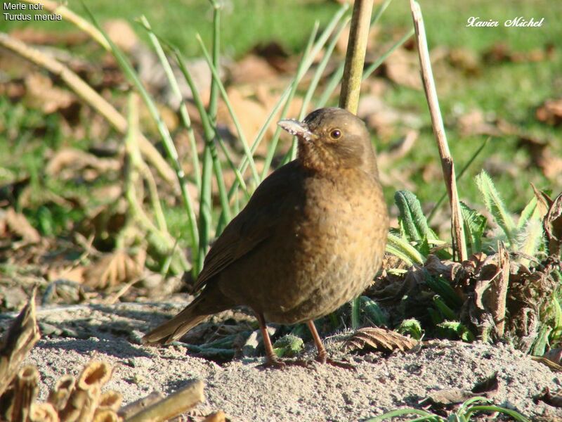 Common Blackbird female