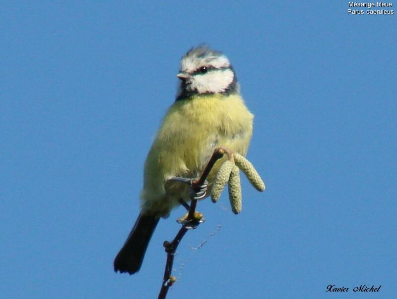 Eurasian Blue Tit