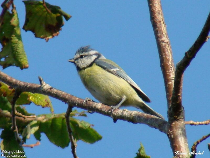 Mésange bleue