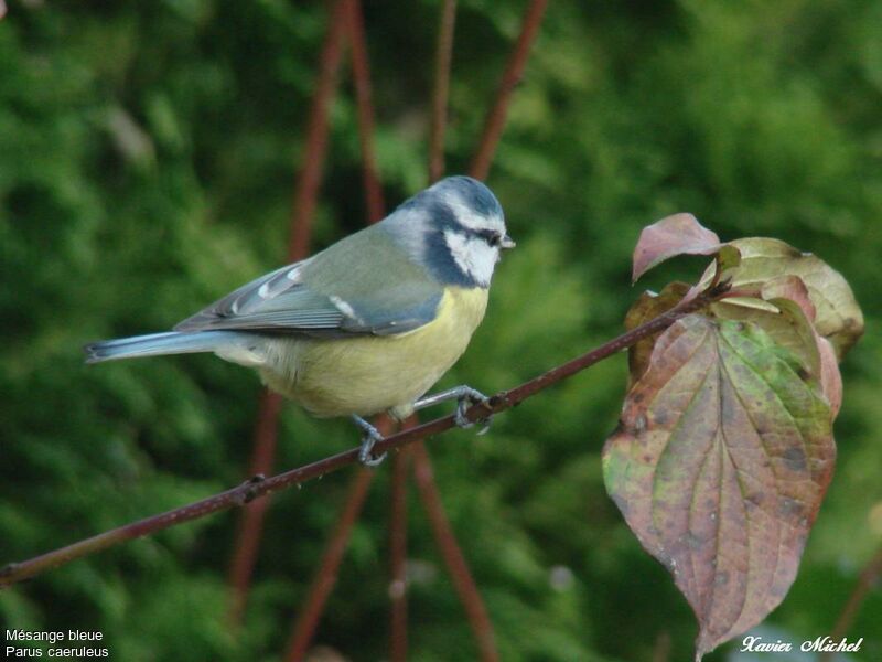 Mésange bleue