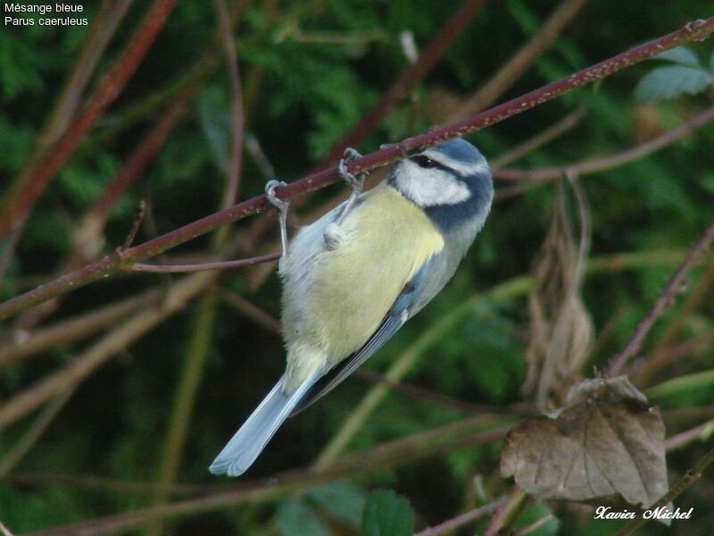 Mésange bleue