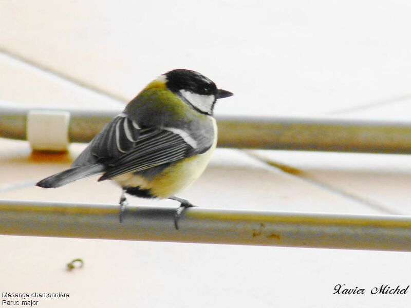 Great Tit