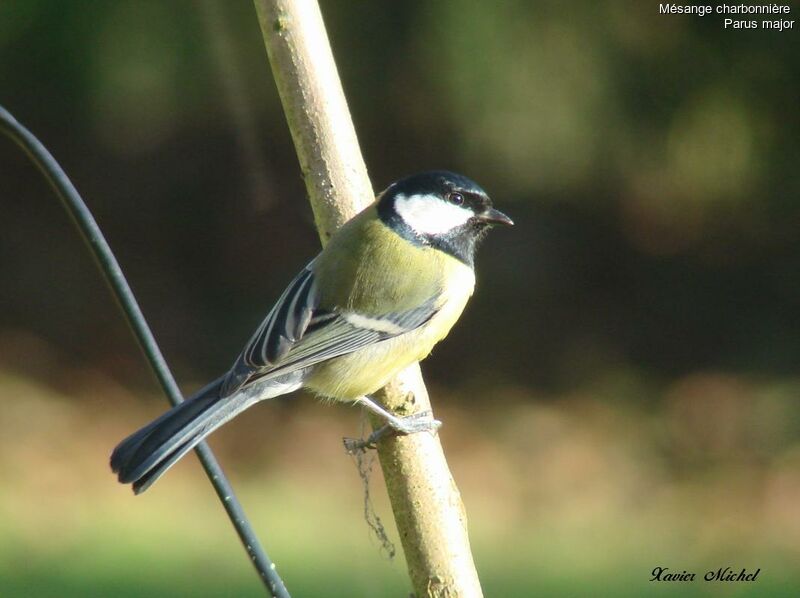 Great Tit