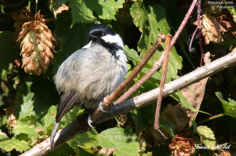 Mésange noire