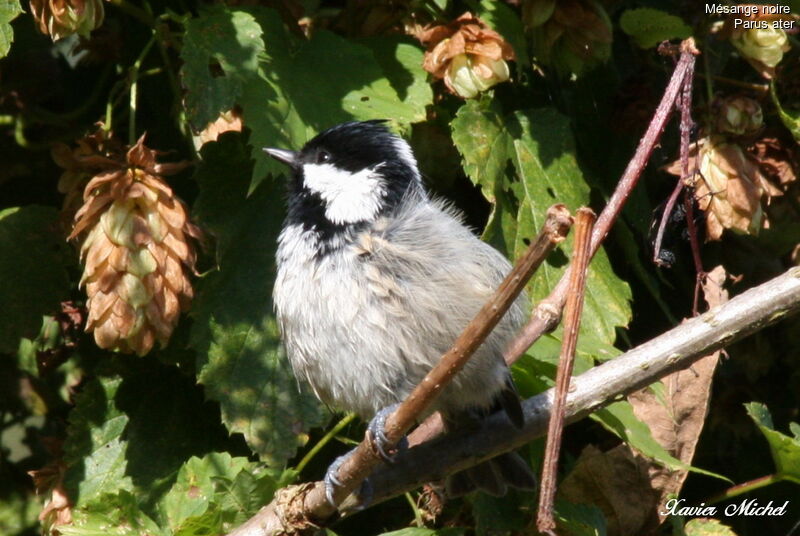 Mésange noire