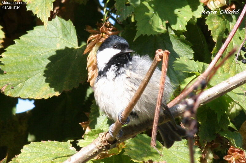 Coal Tit