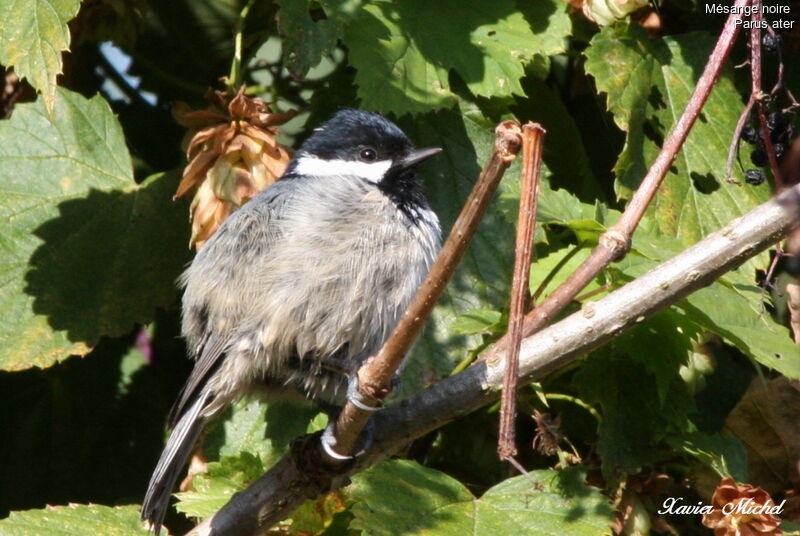 Mésange noire