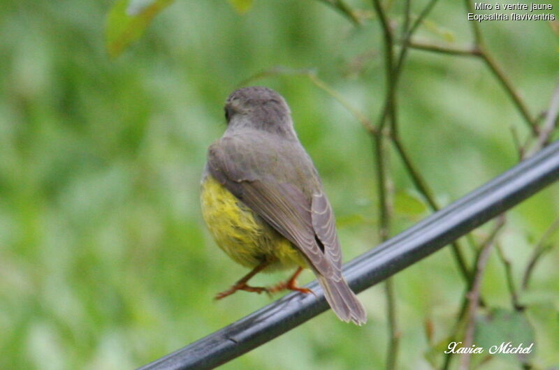 Yellow-bellied Flyrobin