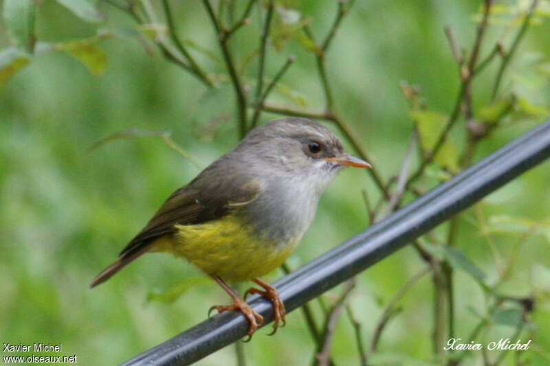 Yellow-bellied Flyrobinjuvenile, identification