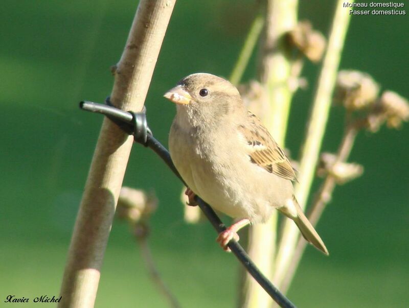 House Sparrow female adult