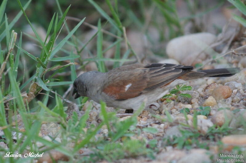 Northern Grey-headed Sparrow