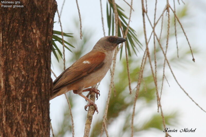 Northern Grey-headed Sparrow