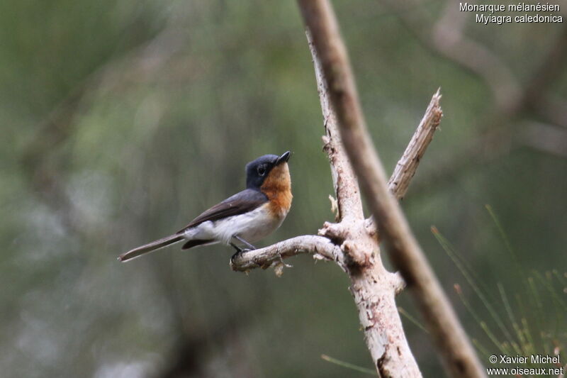 Melanesian Flycatcher female