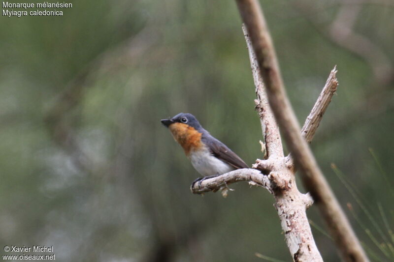 Melanesian Flycatcher female