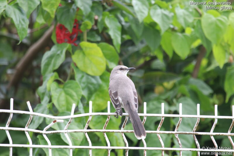 Moqueur des savanes, identification